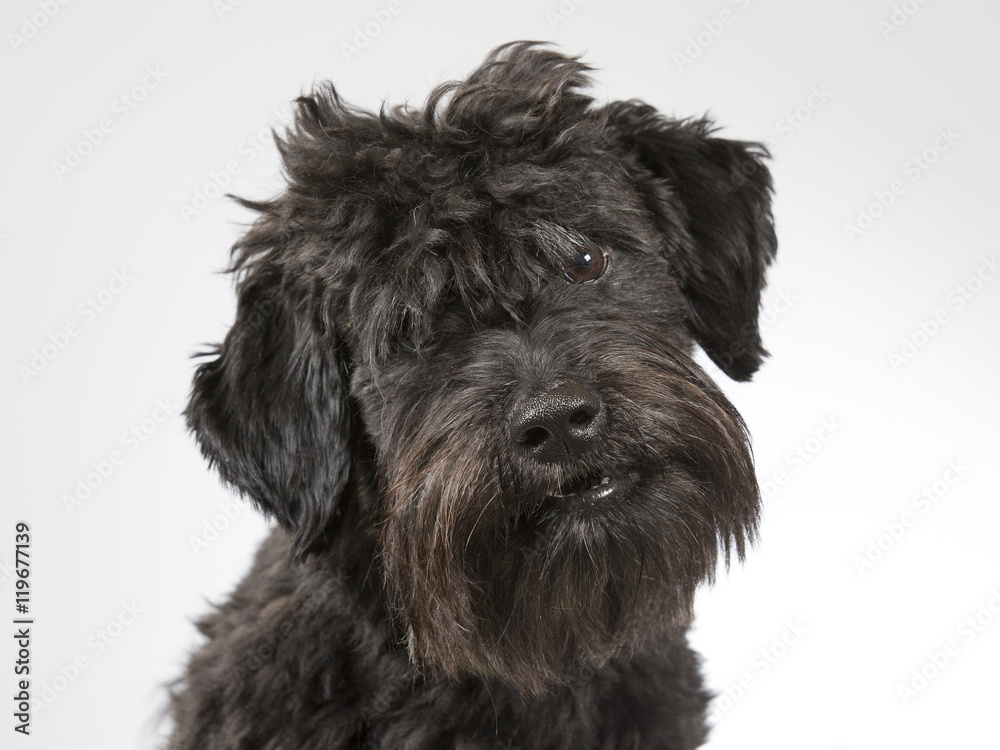 Black dog portrait. Image taken in a studio.