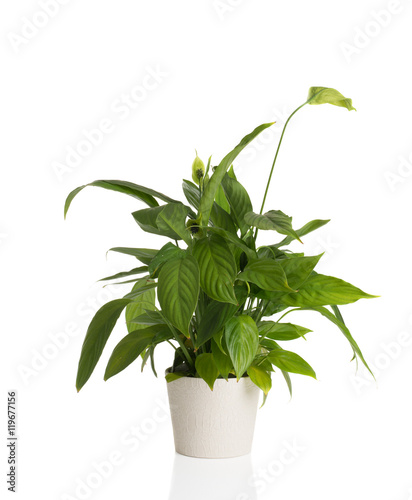 African Peace Lily