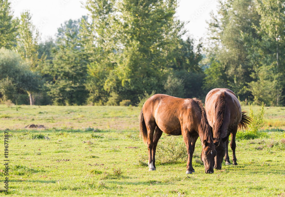 Horses on a summer pasture