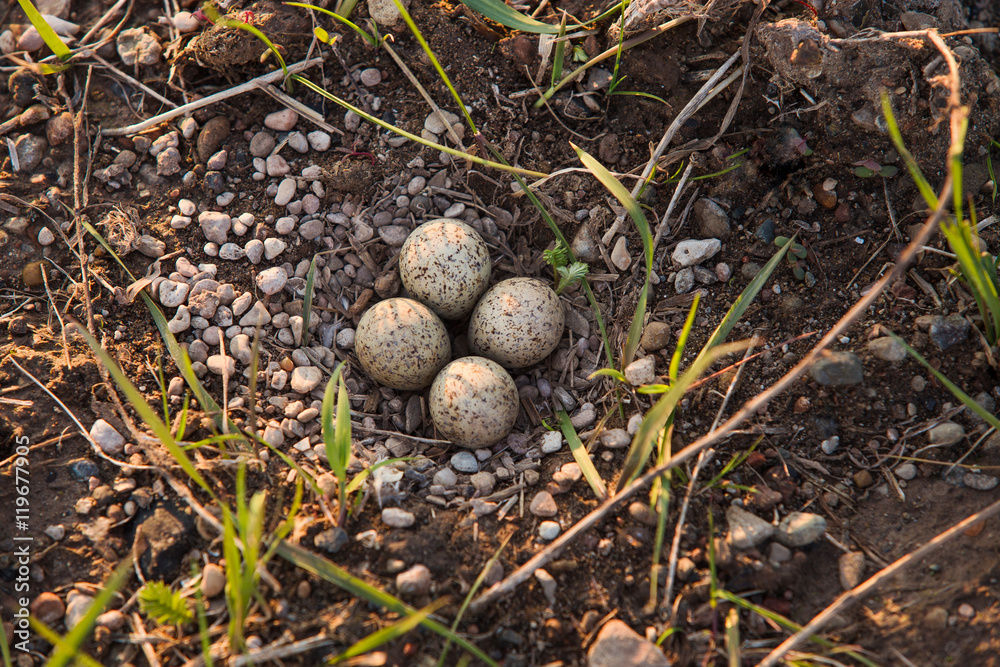 Obraz premium Гнездо чайки с яйцами на земле