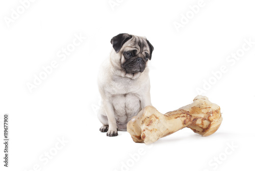 Canvas Print schattige hond, mopshond, zit en kijkt naar groot bot, geisloeerd op witte achte