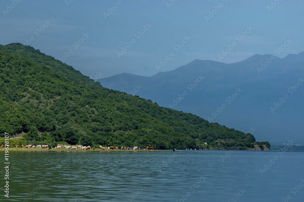 Kerkini lake ecoarea in nord Greece, Cow herd.