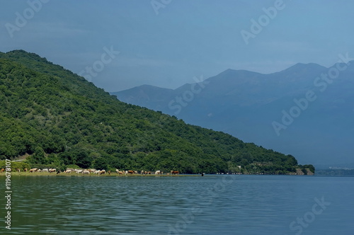 Kerkini lake ecoarea in nord Greece, Cow herd. © intsys