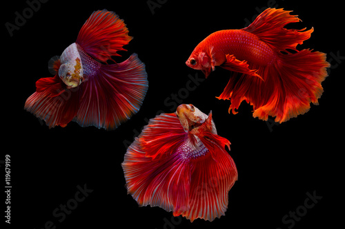 confrontation of siamese fighting fish or betta splendens on black background