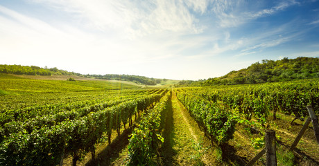 Foto auf Acrylglas Weingarten Weinberg  © luckybusiness
