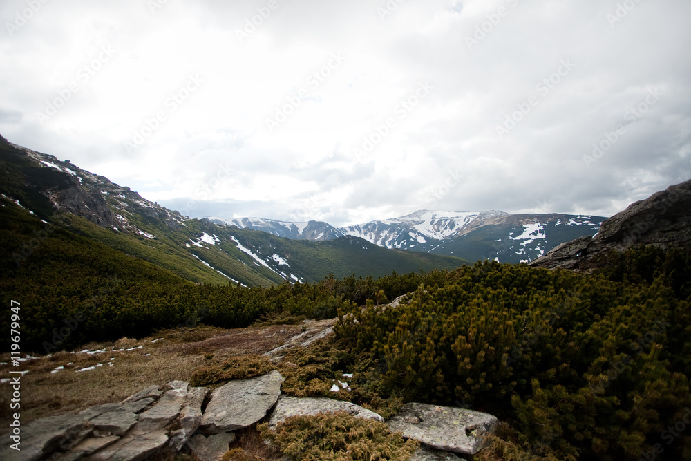 Beautiful mountain lawns in summer. Dark day. Carpatian Beautiful mountain lawns in summer. Dark day. Carpatian