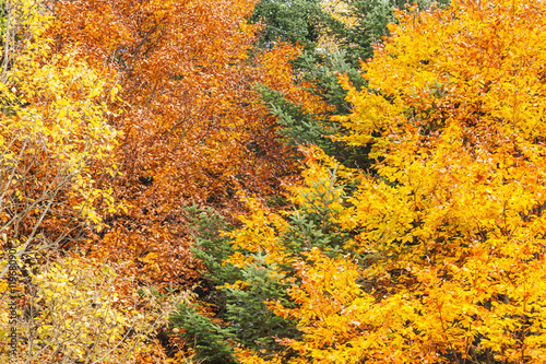 Autumn forest as background