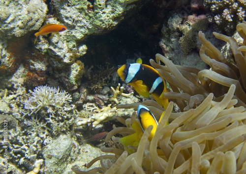 macro anemone and anemone fish. Nemo