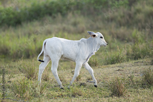 Fototapeta Nelore cows in Brazil