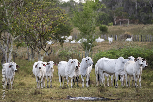 Nelore cows in Brazil photo