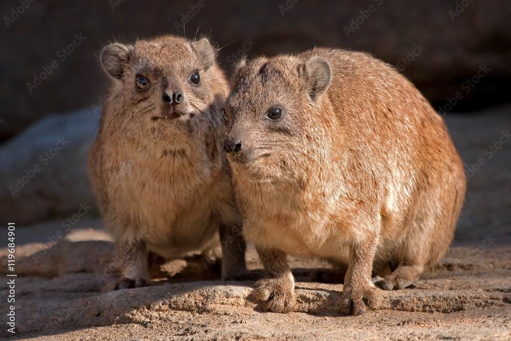 Rock hyrax or Cape hyrax (Procavia capensis) Rock hyrax or Cape hyrax (Procavia capensis)