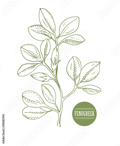 Fenugreek. Shambala. Helba.  trigonella foenum-graecum, medicinal plant. Herbs collection. handmade. vector