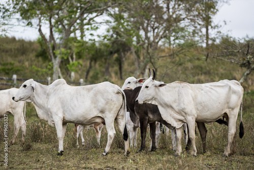 Nelore cows in Brazil