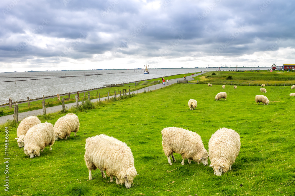 Fototapeta premium Schafe auf einem Deich, Nordsee