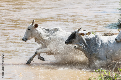 Fototapeta Naklejka Na Ścianę i Meble -  Nelore cows in Brazil