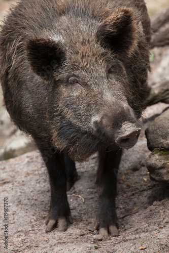 Wild boar (Sus scrofa).