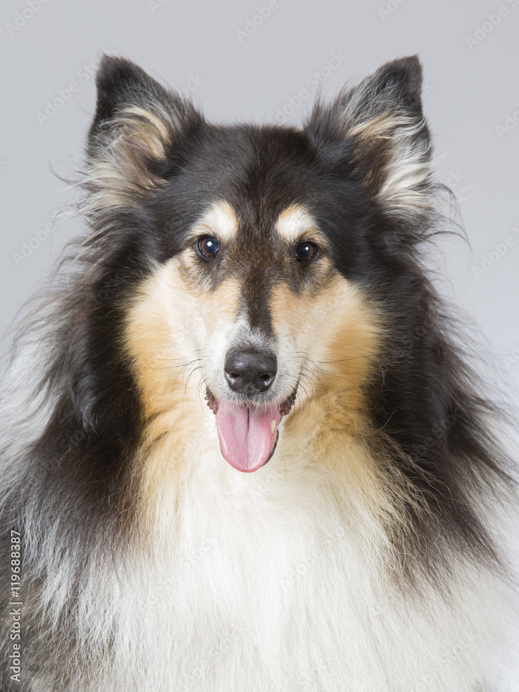 Collie portrait. Image taken in a studio.