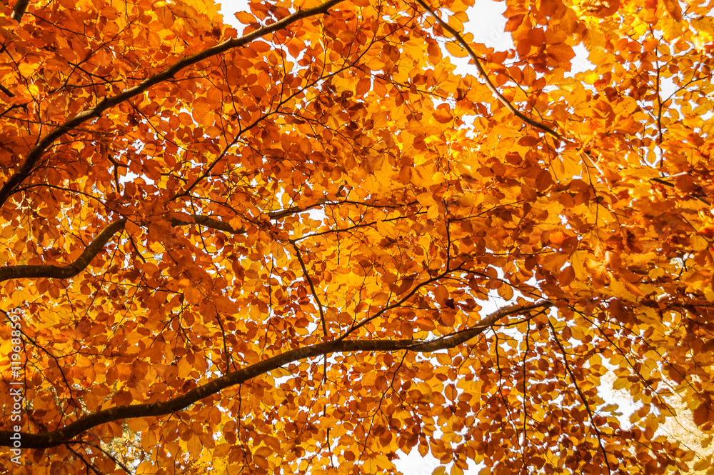 Yellow leaves on tree. Autumn wallpaper.