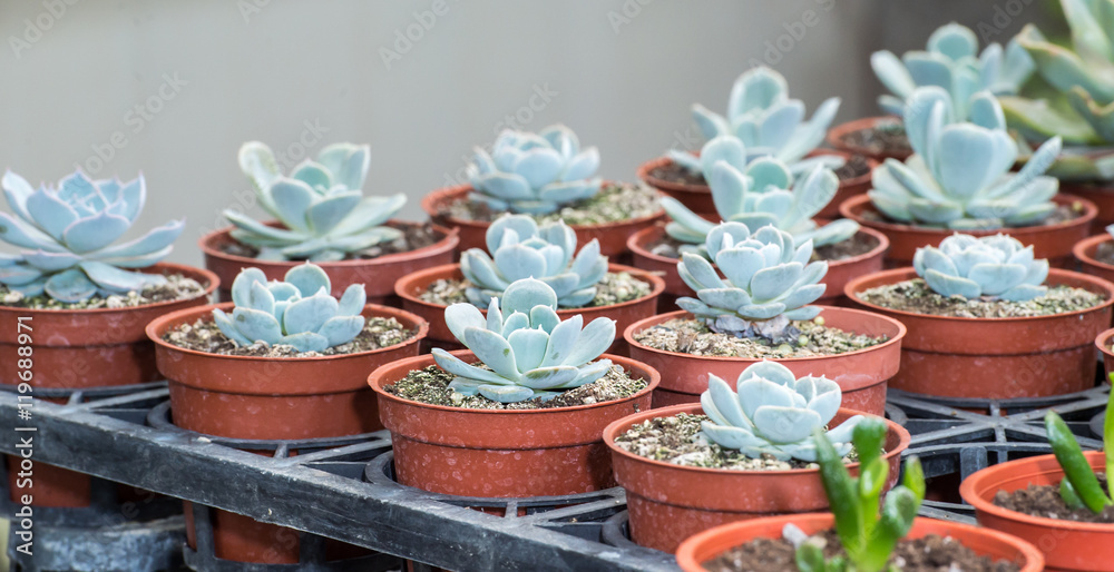 Echeveria Echeveria