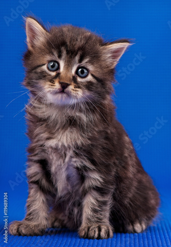 Siberian little kitten