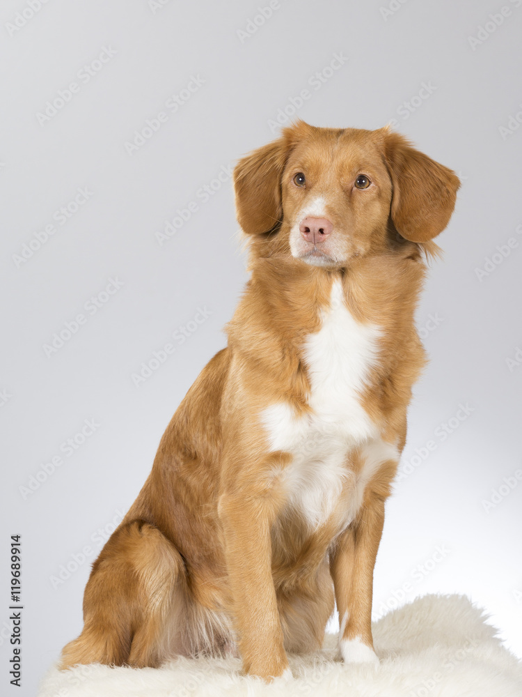 Nova scotia duck tolling retriever portrait. Image taken in a studio. Nova scotia duck tolling retriever portrait. Image taken in a studio.