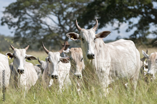 Nelore cows in Brazil