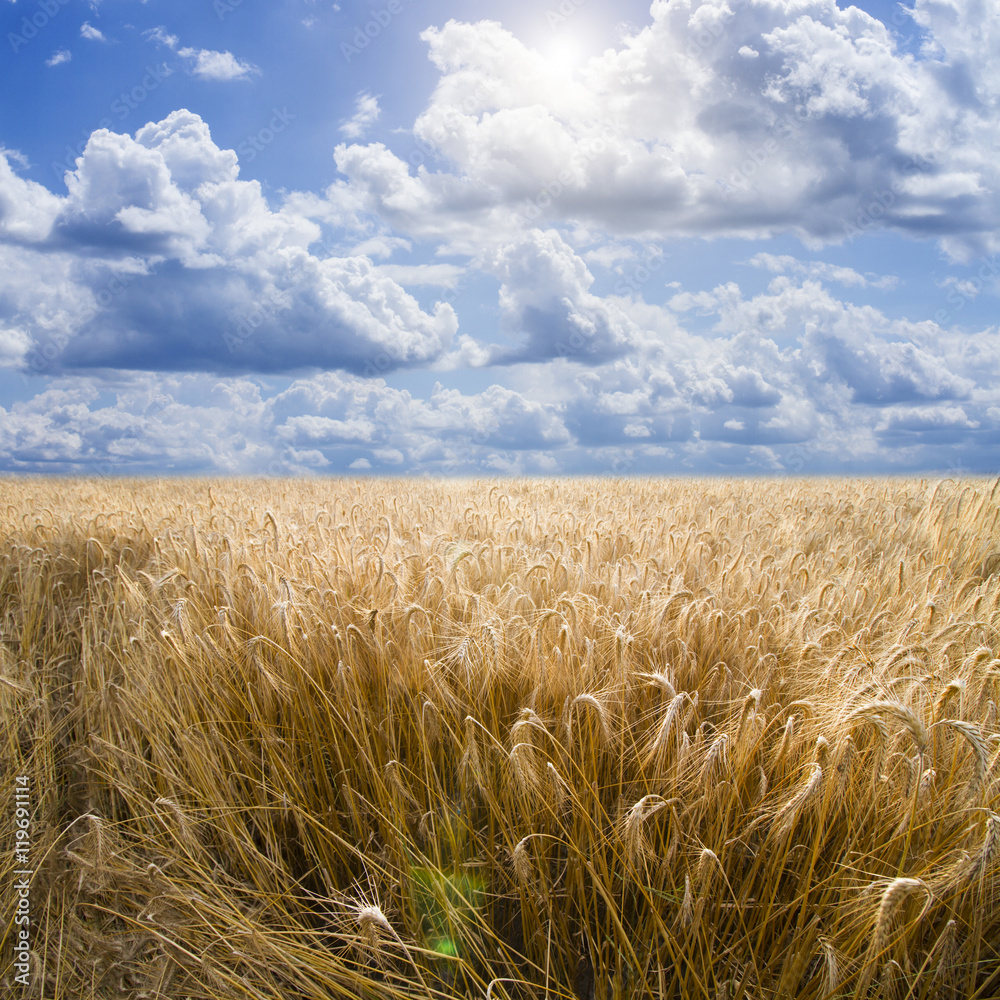 Fototapeta premium Wheat field and blue sky