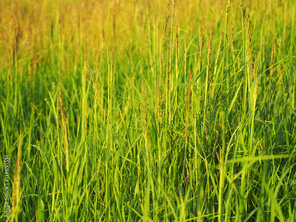 Obraz premium Meadow grass at sunset