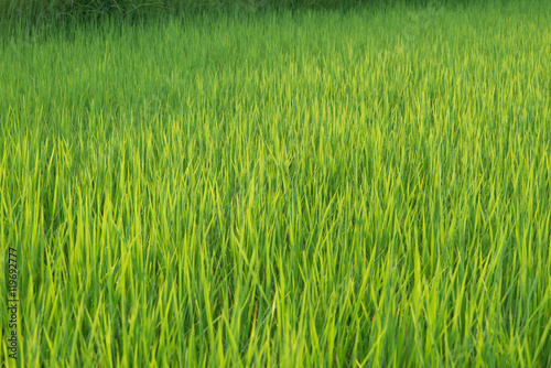Green fields, rice farms.