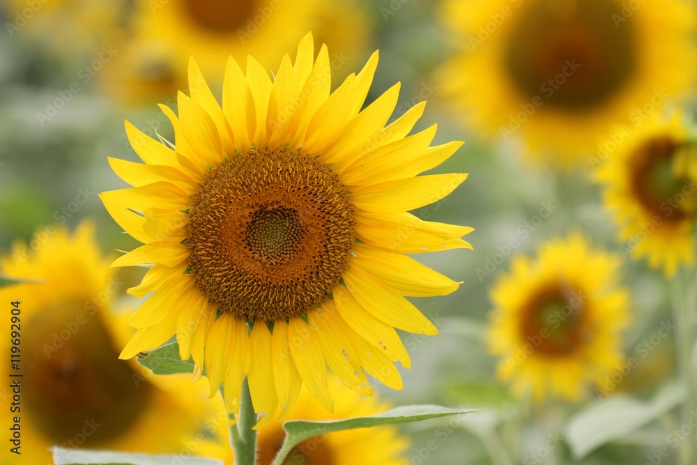 Fototapeta premium ヒマワリ畑