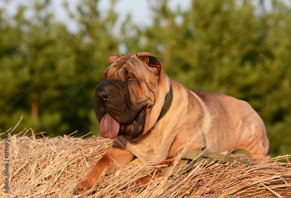 Shar Pei lying on the hay in a forest
