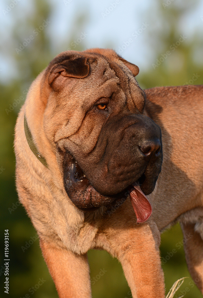 Portrait of a dog Chinese Shar-Pei