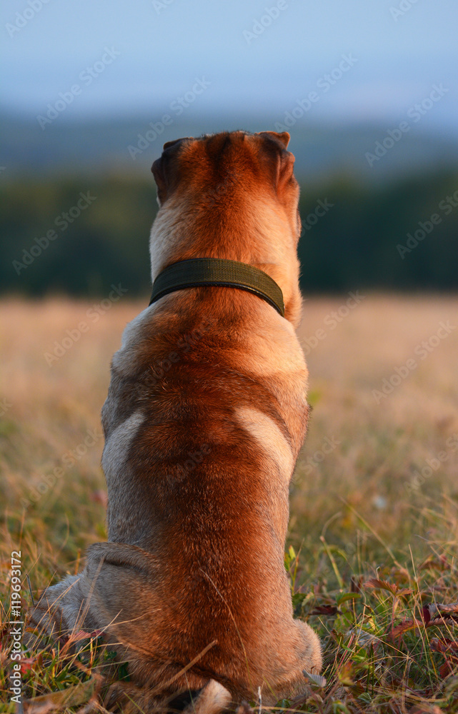 Shar-Pei sits and looks into the distance. Back view