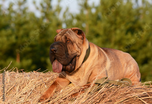 Obraz na płótnie Shar Pei lying on the hay in a forest w salonie