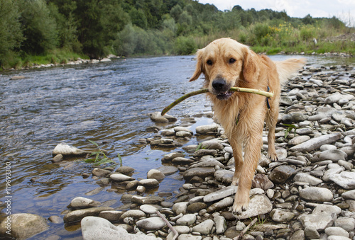 Golden retriever dog having good time in the river , summer time