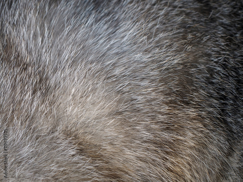 Grey cat fur texture