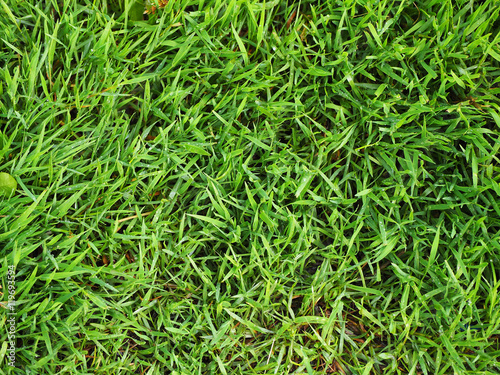 Grass after rain