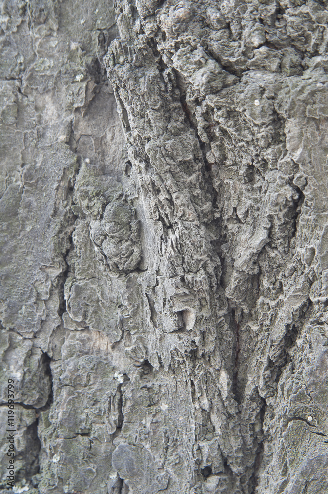 The texture of a tree trunk close-up The texture of a tree trunk close-up