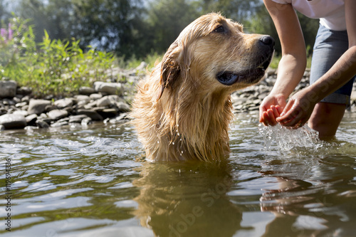 Golden retriever dog having good time in the river , summer time