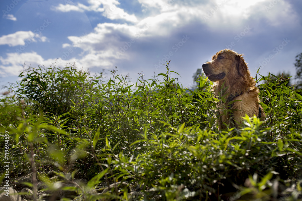 Naklejka Golden retriever pies przy rzeki wybrzeżem, lato czas