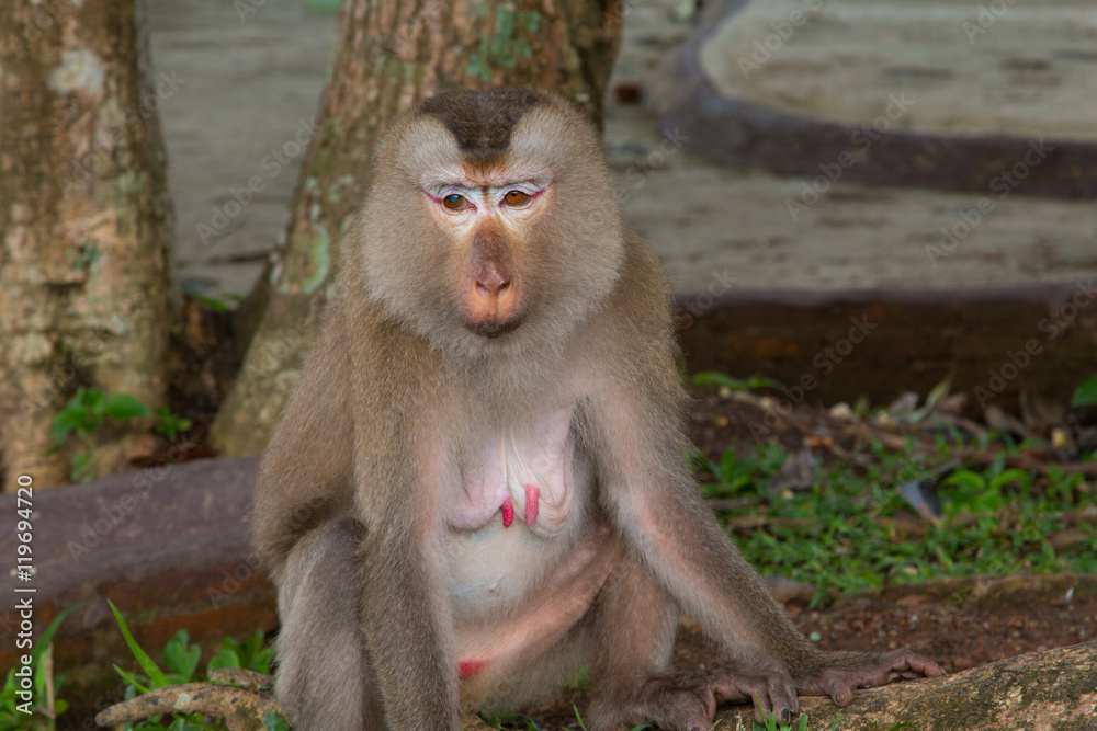 Fototapeta premium Play monkey sitting under the tree