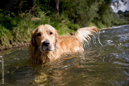 Golden retriever dog having good time in the river , summer time