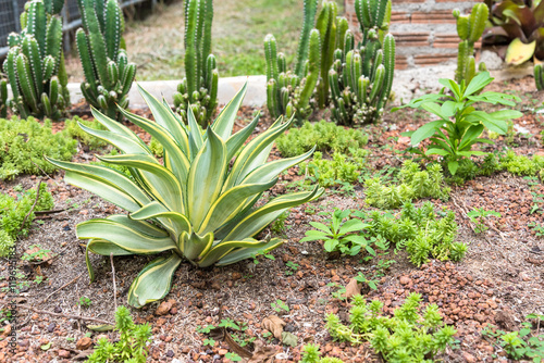 Desert plant in desert garden.