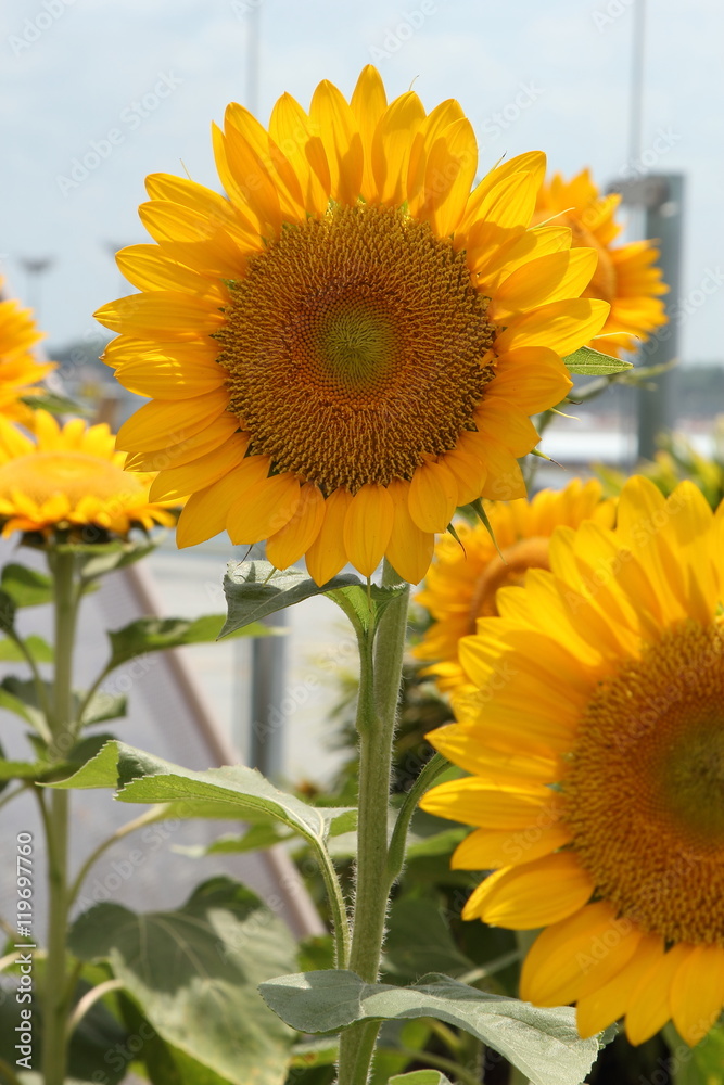 Obraz premium Sunflowers