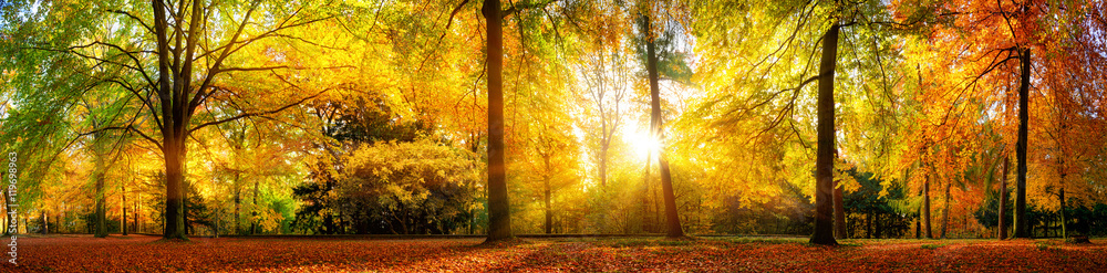 Wunschmotiv: Panorama von einem herrlich schönen Wald im Herbst bei goldenem Sonnenschein #119698963
