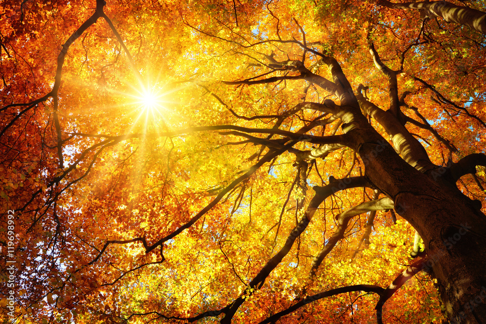 Wunschmotiv: Majestätische Buche im Herbst: der Baum wird von der Sonne warm durchleuchtet #11969899