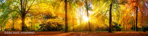 Panorama von einem herrlich schönen Wald im Herbst bei goldenem Sonnenschein photo