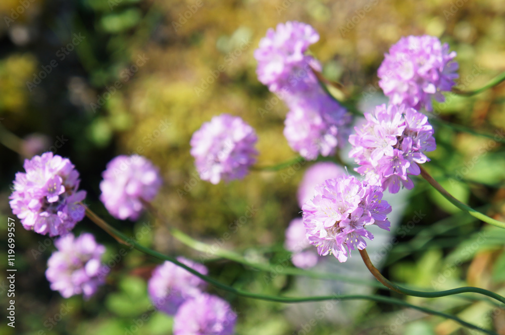 Fototapeta premium Purple allium plant sofrsocus