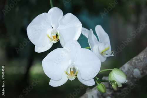Close up white orchid flower