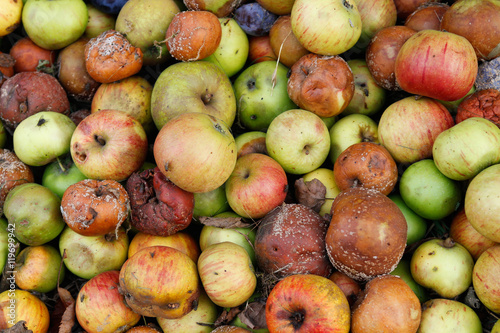 Photography many windfall apples are lying on the ground